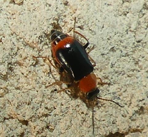 Réf. 287 275 : Ebaeus sp.